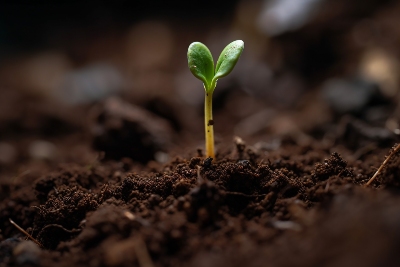 Plant Sprouting