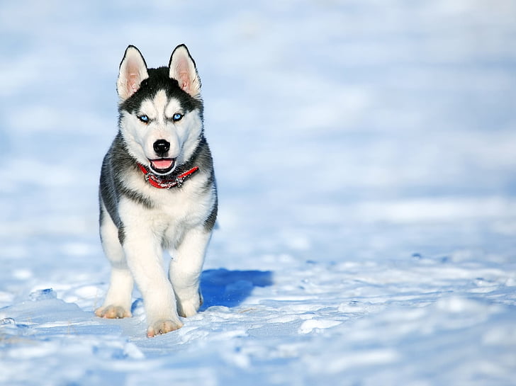Husky Dog